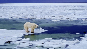 polar bear standing next to person