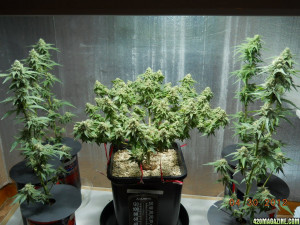 bonsai marijuana plants page