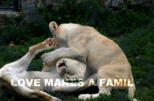 love family animals quotes lions playing 3324x2208 wallpaper Mammals ...