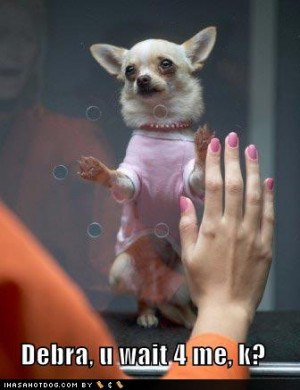 photo funny-dog-pictures-chihuahua-prison.jpg