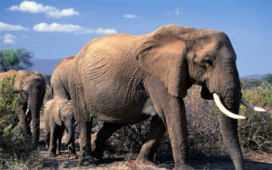 Wallpaper Animals Elephant Php