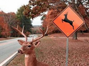 Short Funny Deer Hunting Jokes...