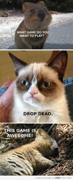 Funny Cats | Top 49 Most Funniest Grumpy Cat Quotes