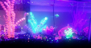 Glow in dark fish tank: Glow In Dark, Nick Rooms, Fish Tanks, Dads ...