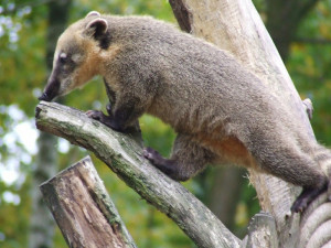 Bear Climbing Coati Animals