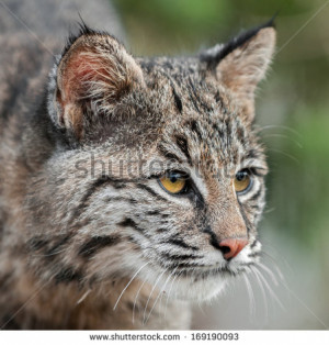 Free Close Bobcat Lynx Snow