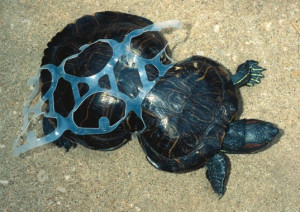 Peanut, deformed turtle, Missouri Department of Conservation, Six-Pack ...