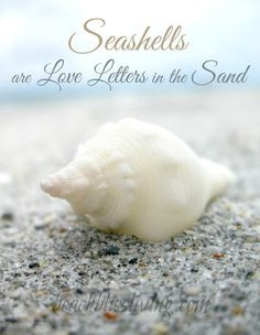 seashells are love letters in the sand beachblissliving more seashells ...