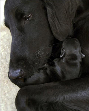 Momma's love ♥ Flat Coated Retriever Dog with her precious Pup. From ...