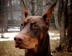 by member thea2003 red doberman red owned by member burns