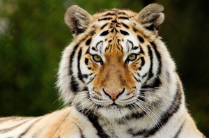Animal - Tiger Wallpaper