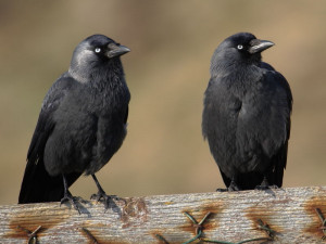 You need to enable Javascript.