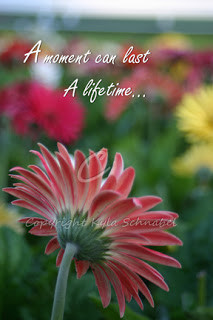 Quotes About Daisy Flowers. QuotesGram