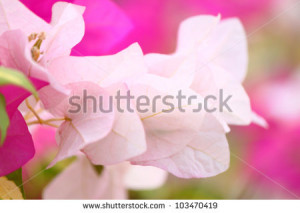 Pink bougainvillea flowers. Inspirational quotes or seasonal wishes ...