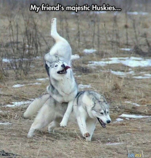 majestic huskies