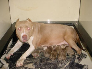 ... Ray whelped his first all blond litter out of two Certified bred dogs