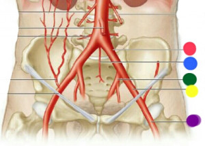 Right External Iliac Artery