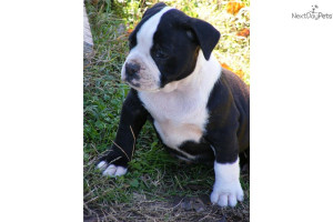 Black And White Alapaha...