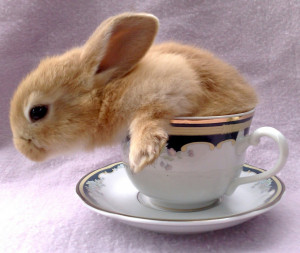 Funny Rabbit In Tea Cup