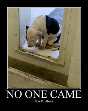 ... happens to dogs relinquished to a shelter-Pets are not Christmas gifts