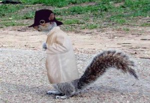 funny action squirrels pictures
