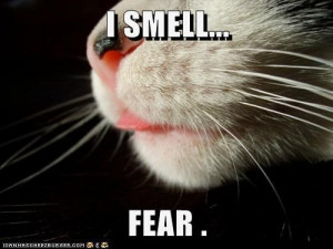 SMELL... FEAR .