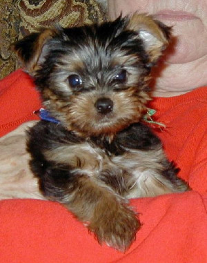 Free Quotes Pics on: Cute Teacup Yorkie Puppies