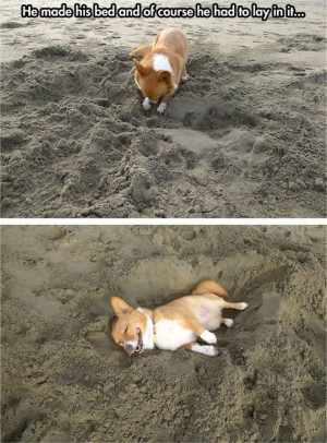 Corgi at the beach // funny pictures – funny photos – funny images ...