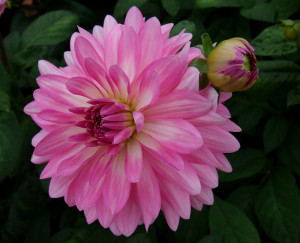 Plant And Flower Photo Gallery