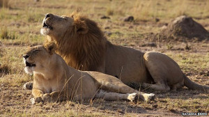 Kenyans and lions vie for territory