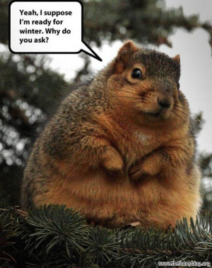 ready for winter, funny fat squirrel photo, why do you ask