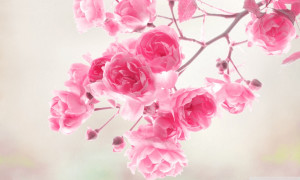 Pink (Color) Pretty Pink Roses Wallpaper