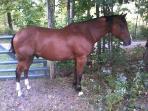 Broke Bay Foundation Quarter Horse Max Gelding