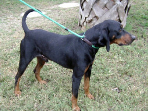 Black and Tan Coon Hound