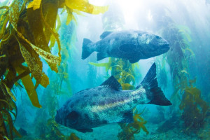 parrot fish saltwater aquarium fish