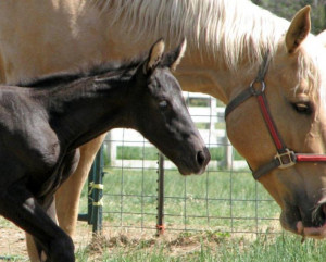 ... !! *New Pics* at the Horse Breeding forum - Horse Breeding Forums