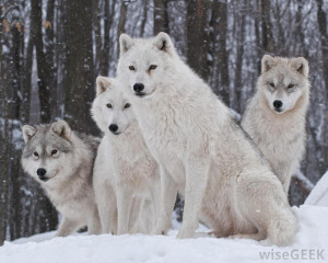 wolf pack is lead by the alpha male