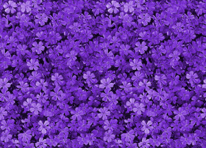 pretty field of purple flowers Purple Floral Background Tumblr