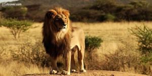 King Lion twitter cover photos