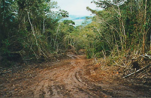 rainforest habitat destruction Louis Boon's Photos of