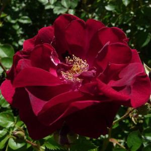 Red Roses Best Flowers Rose