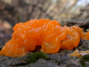 fungus like protist slime mold