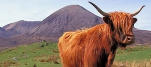 expression-écorner-boeufs