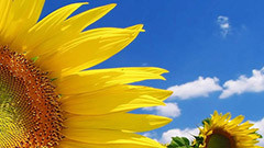 sunflower facebook covers (page 1)