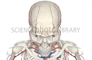 Head Model Arteries And Veins