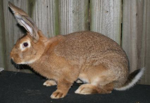 Related Pictures flemish giant rabbit from brookfield ma