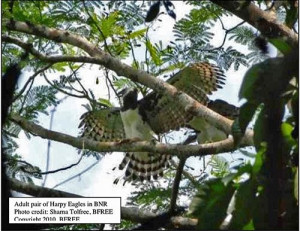 Harpy Eagle Hunting