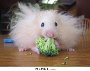 Fluffy Hamster Eating Broccoli
