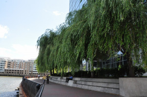 ... dissent is the highest form of patriotism thomas jefferson we shall