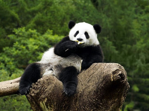 : Funny Panda Wallpapers, Funny Panda DesktopWallpapers, Funny Panda ...